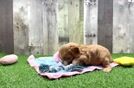 Best Cavapoo Baby