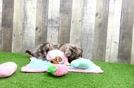 Small Cavapoo Baby
