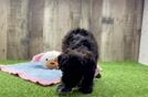 Poodle Pup Being Cute