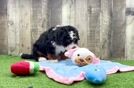 Hypoallergenic Mini Bernese Poodle Poodle Mix Puppy
