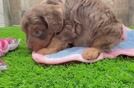 Popular Cavapoo Poodle Mix Pup