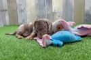 Cute Dachshund Baby