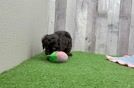 Best Cockapoo Baby