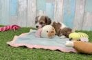 Cavachon Puppy for Adoption