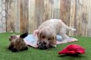 Cavapoo Puppy for Adoption