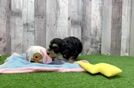 Sweet Cockapoo Baby