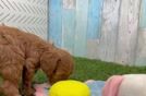 Meet Caitlin - our Cavapoo Puppy Video
