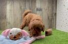 Smart Mini Goldendoodle Poodle Mix Pup