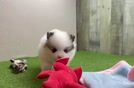 Little Pomeranian Baby