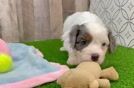 Cavapoo Puppy for Adoption