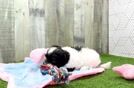 Maltipoo Puppy for Adoption