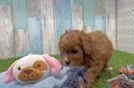 Cavapoo Pup Being Cute