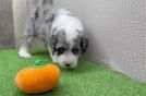 Mini Sheepadoodle Pup Being Cute