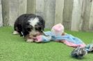 Little Mini Bernese Poodle Poodle Mix Puppy