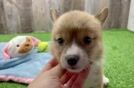 Best Pembroke Welsh Corgi Baby