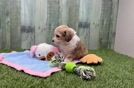 Mini Aussiedoodle Puppy for Adoption
