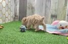 Meet Harriet - our Maltipoo Puppy Video