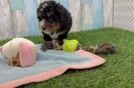 Best Mini Bernedoodle Baby