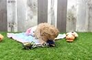 Best Maltipoo Baby