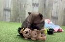 Pomeranian Pup Being Cute