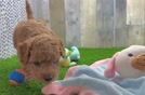 Playful Mini Groodle Poodle Mix Puppy