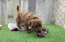 Fluffy Cavapoo Poodle Mix Pup