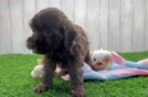 Petite Havapoo Poodle Mix Pup