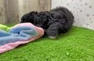 Funny Mini Sheepadoodle Poodle Mix Pup