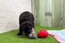 Meet Voodoo - our Mini Aussiedoodle Puppy Video