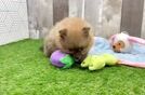 Pomeranian Pup Being Cute