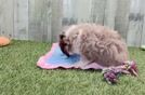 Best Aussiechon Baby
