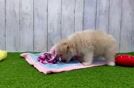 Meet Ferris - our Havanese Puppy Video