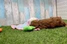 Cavapoo Puppy for Adoption