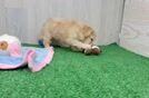 Funny Maltipoo Poodle Mix Pup