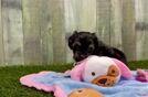 Smart Mini Aussiedoodle Poodle Mix Pup