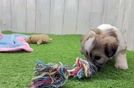 Meet Becky - our Teddy Bear Puppy Video