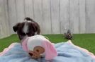 Meet Beatrice - our Havanese Puppy Video