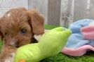 Cavapoo Puppy for Adoption