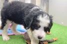 Small Mini Bernedoodle Baby