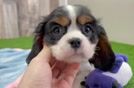 Hypoallergenic Cavalier King Charles Spaniel Purebred Pup