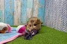 Cute Mini Huskydoodle Baby