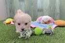 Maltipoo Pup Being Cute