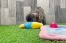 Maltipoo Pup Being Cute