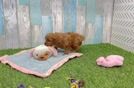 Cavapoo Puppy for Adoption