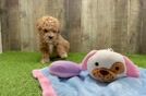 Fluffy Pudle Purebred Puppy