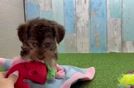 Yorkie Poo Puppy for Adoption