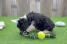 Funny Mini Aussiedoodle Poodle Mix Pup