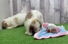 Meet Jim - our Cavachon Puppy Video