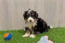 Best Mini Bernedoodle Baby
