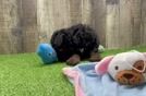 Best Mini Bernedoodle Baby